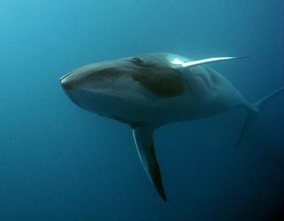 Minke Whale