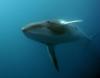 Minke Whale