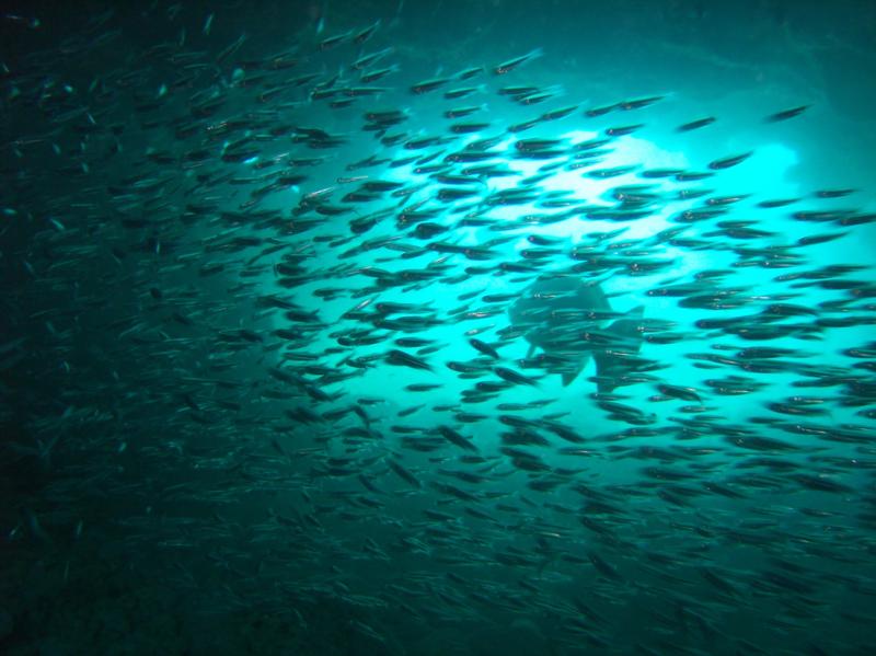 swim through bahamas