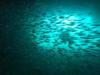 swim through bahamas