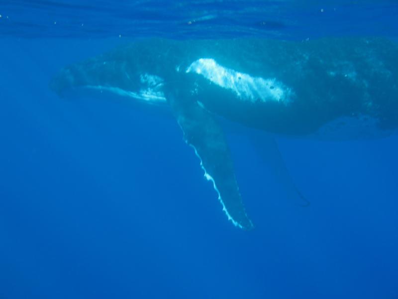 Humpback Whale