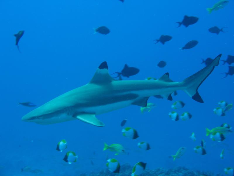 blacktip