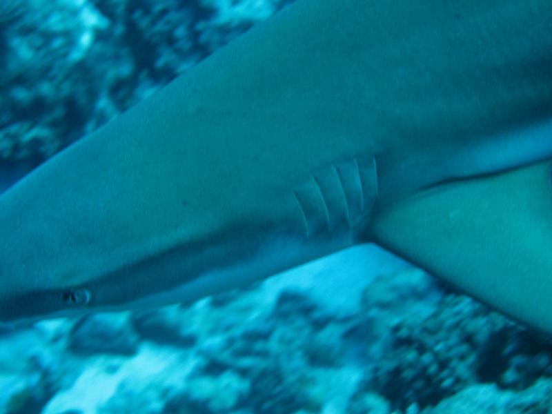 close lemon shark