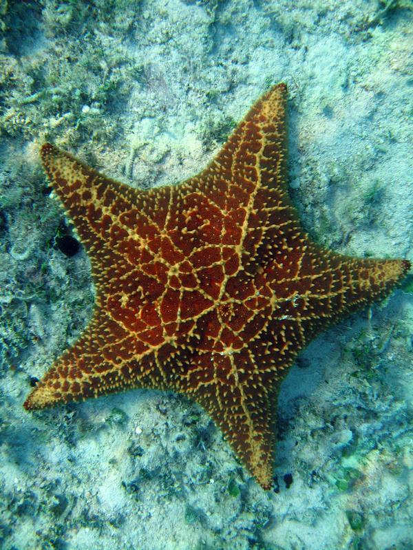 Starfish i saw in the Bahamas