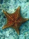 Starfish i saw in the Bahamas