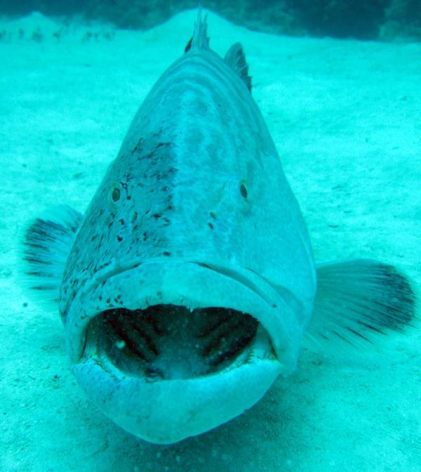 Nassau grouper I actually got to pet in the Bahamas