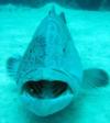 Nassau grouper I actually got to pet in the Bahamas