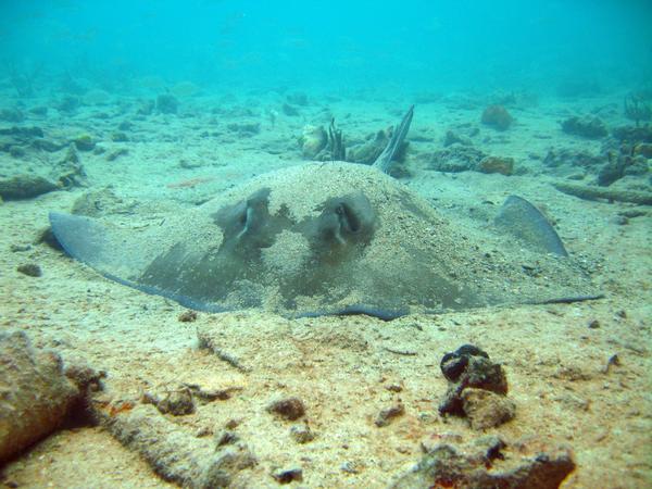 Stingray in the bahamas i saw