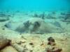 Stingray in the bahamas i saw