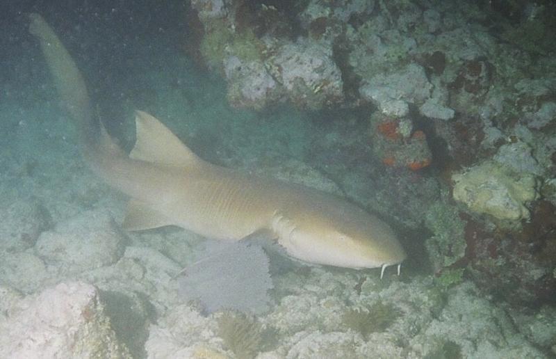 Nurse shark at night.
