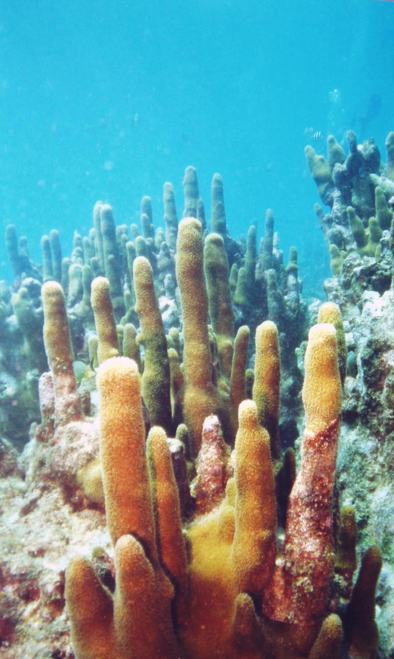 Pillar coral off Key Largo