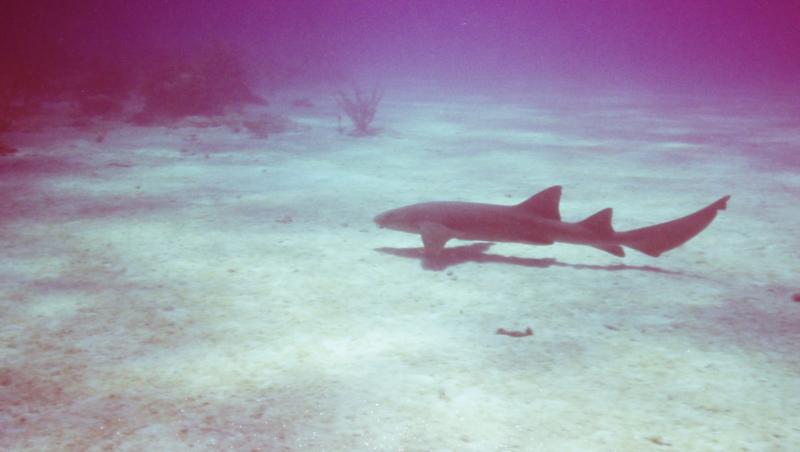 Nurse shark over the sand