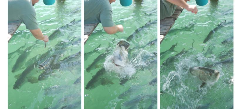 Robbie’s Tarpon