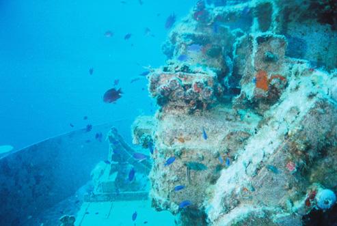 Blue Chromis on the Spiegel