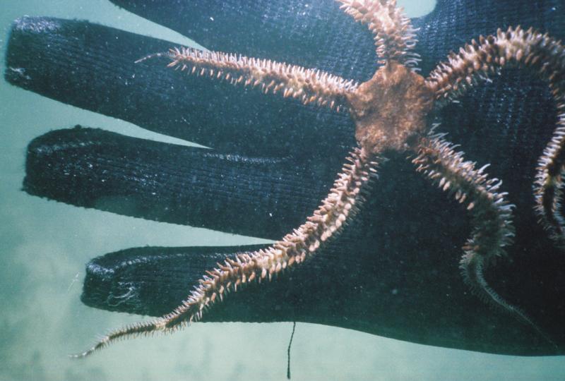 Brittle star