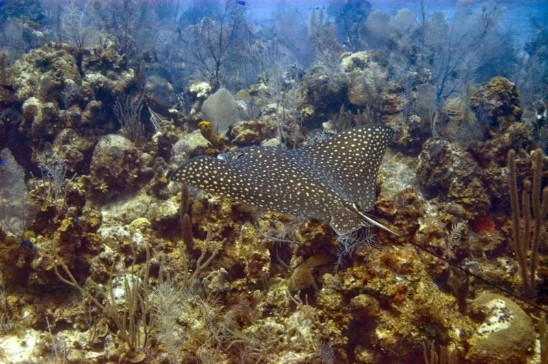 Eagle Rays cruise on the North wall