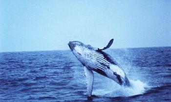 Humpback Whale Ayangue-Ecuador