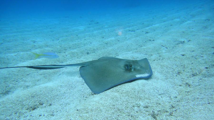 Stingray at Florida Keys