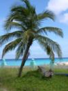 Palm at the marina in Cozumel