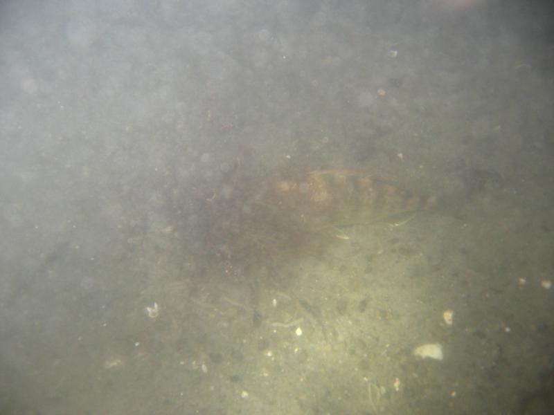 Sea Bass at 11 PM: Stonington Point (CT) Dive