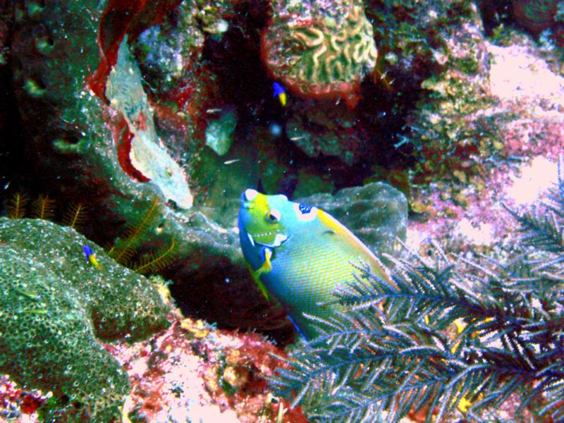 Turks & Caicos - Queen Angelfish