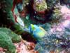 Turks & Caicos - Queen Angelfish