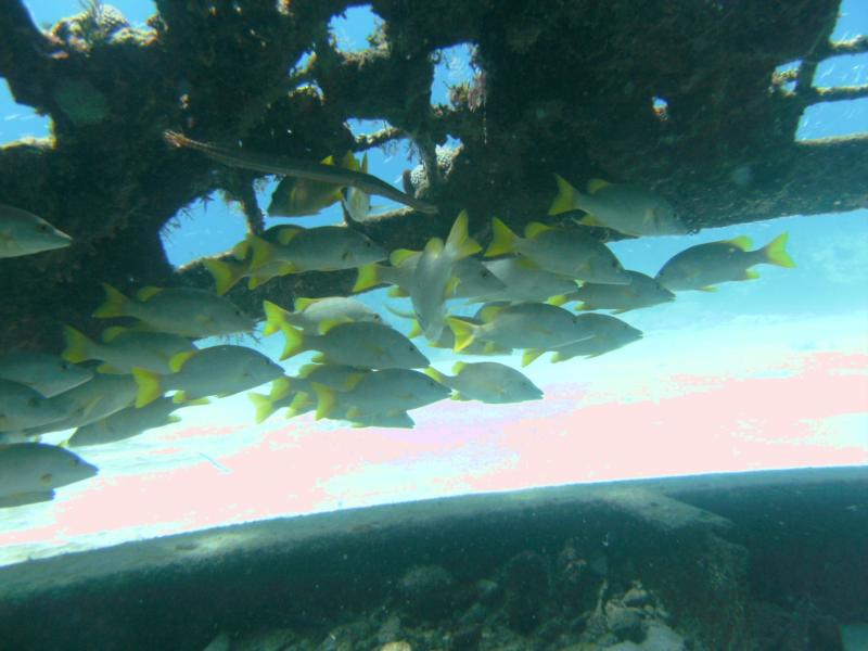 Inside the Thunderdome - Turks & Caicos