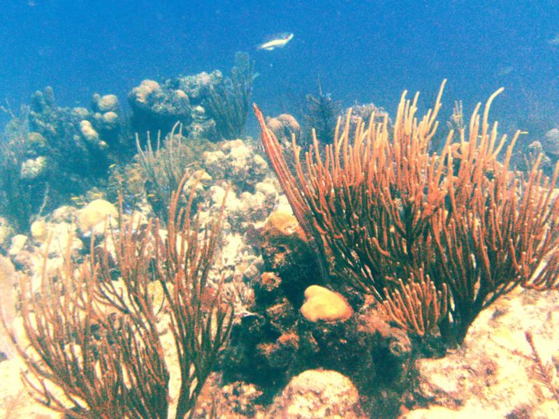 Can you spot the trumpetfish? - Turks & Caicos