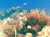 Can you spot the trumpetfish? - Turks & Caicos