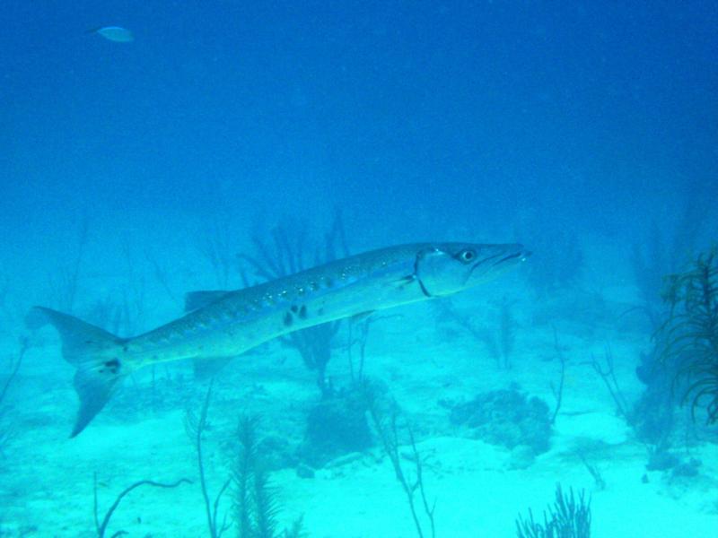 Barracuda - Turks & Caicos