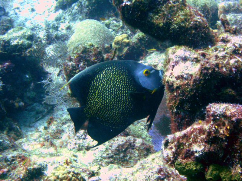 French Angelfish - Turks & Caicos