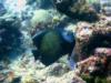 French Angelfish - Turks & Caicos