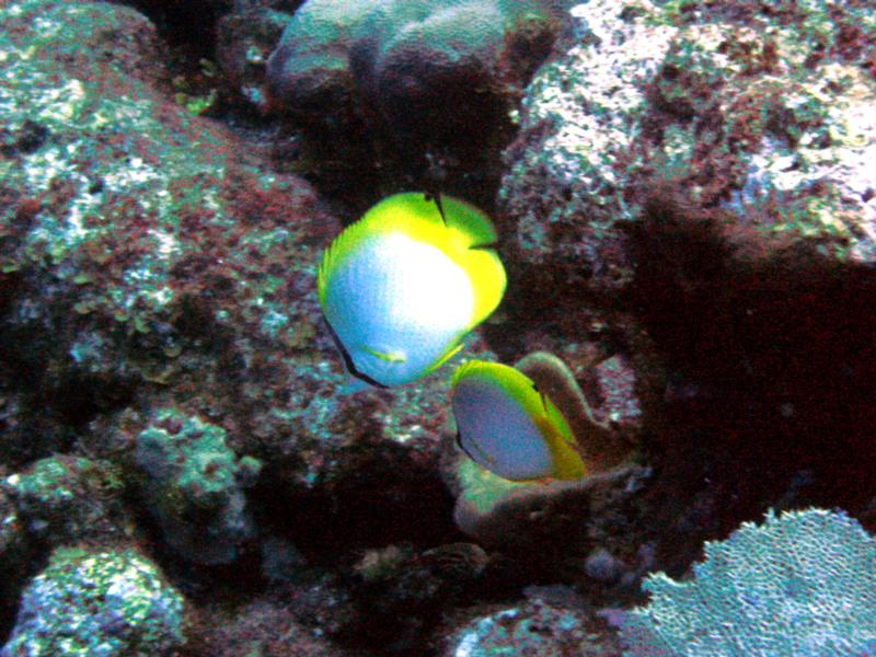 Butterfly Fish - Turks & Caicos