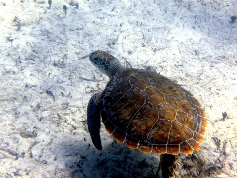 Turtle - Turks & Caicos