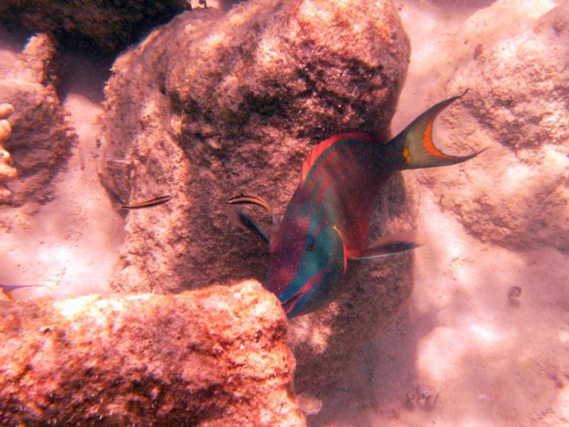 Parrotfish - Turks & Caicos