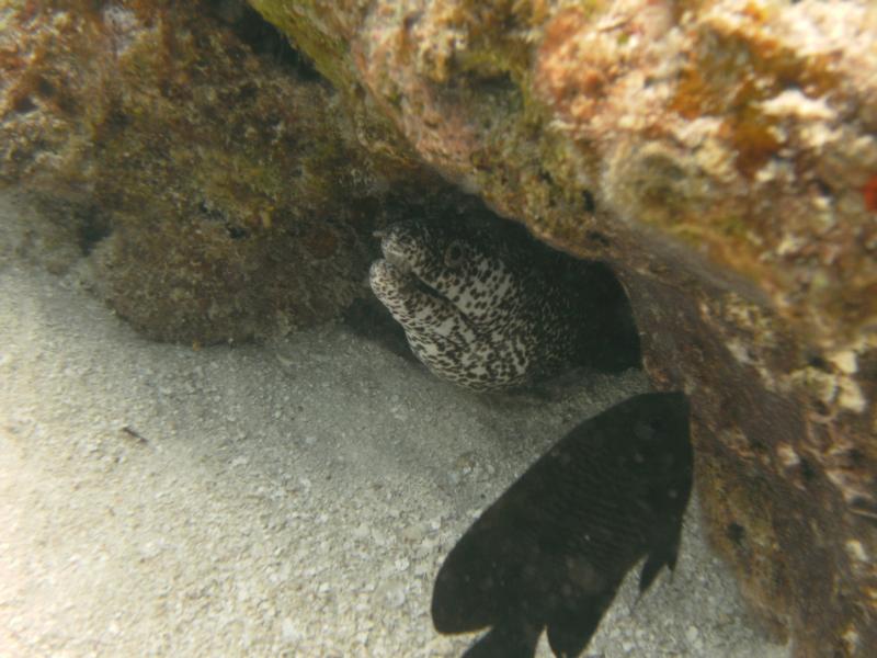 Spotted Morey - Marathon Key, FL