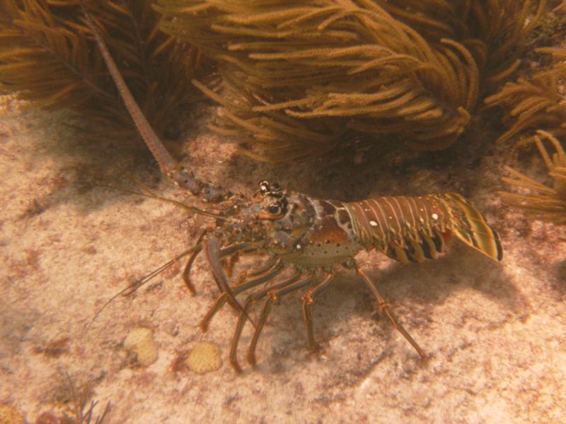 Spiny Lobster - Marathon Key, FL