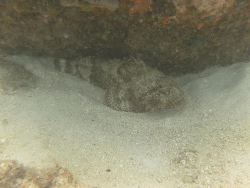 Don’t touch the stonefish - Marathon Key, FL