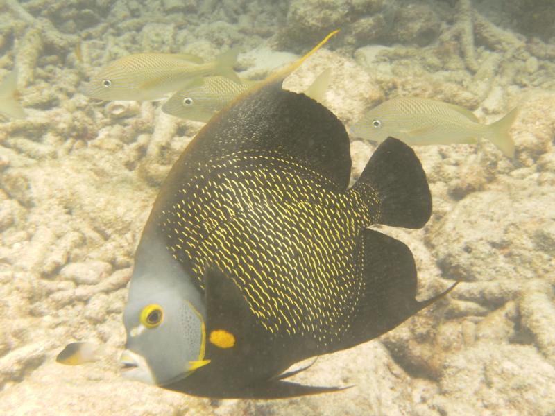 French Angelfish - Marathon Key, FL