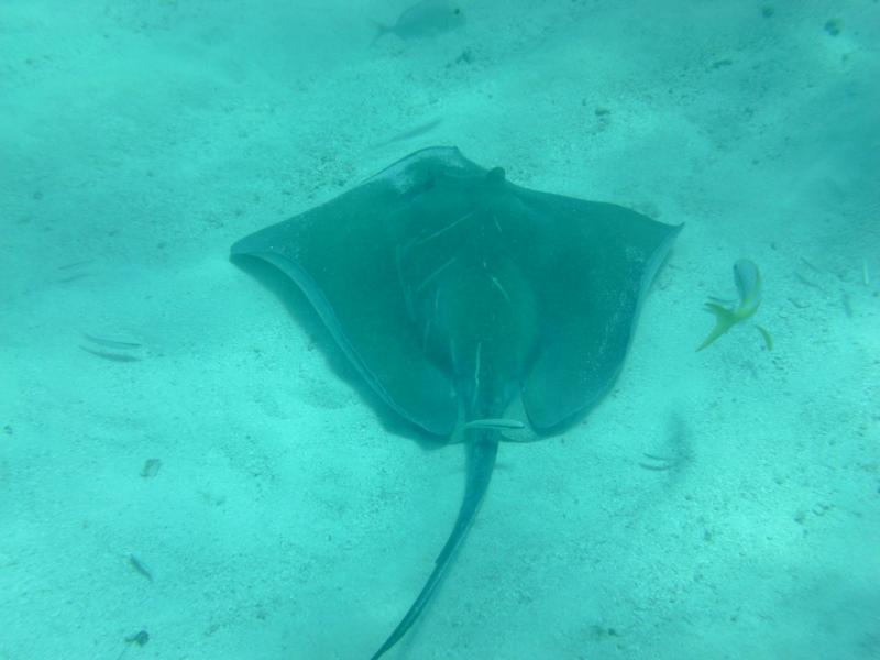 Stingray - Marathon Key, FL