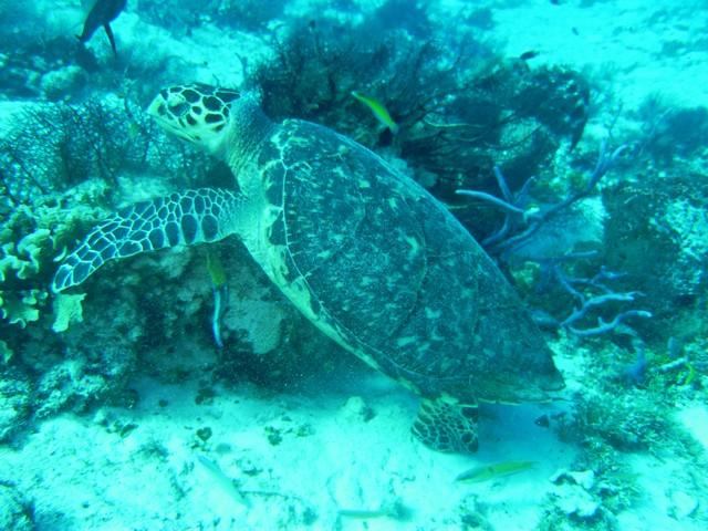 Sea turtle in Cozumel