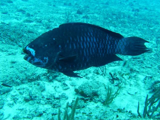 Blue Parrotfish