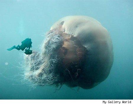 I’m told this is a real Jelly Fish