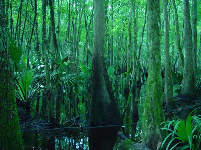 Off in the swamps of the Oklawaha. FL