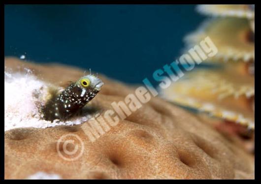 Blenny