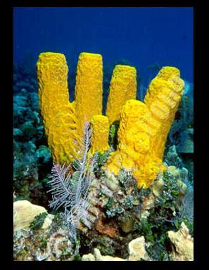 Yellow Tube Sponge