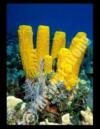 Yellow Tube Sponge