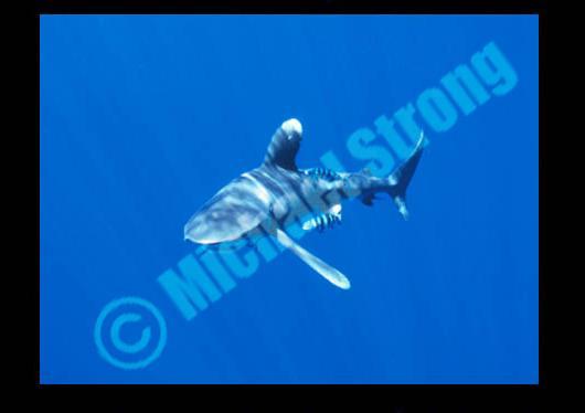 Oceanic White Tip Shark