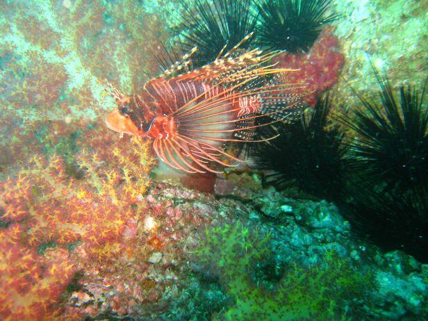 lionfish in fujairah, uae