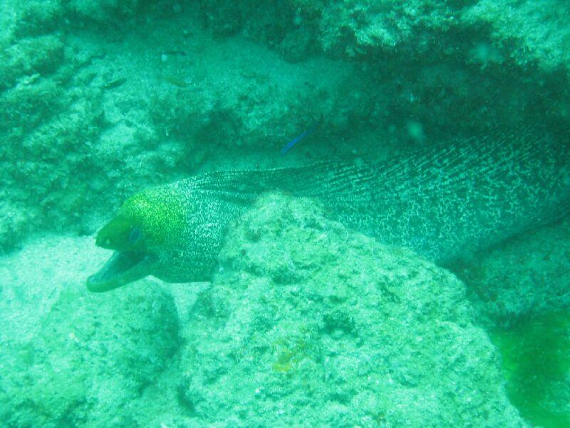 eel